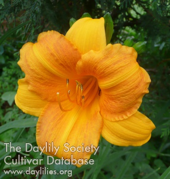 Daylily Tiny Pumpkin